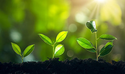 image of plants beginning to grow